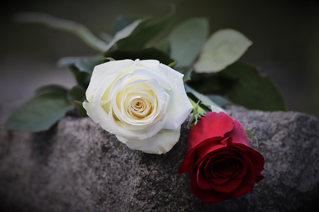 Gambar Bunga Mawar Merah dan Putih